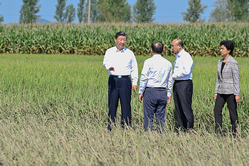 9月6日至8日，中共中央总书记、国家主席、中央军委主席习近平在黑龙江考察。这是7日上午，习近平在遭受洪涝灾害的哈尔滨尚志市老街基乡龙王庙村，察看水稻受灾情况。
